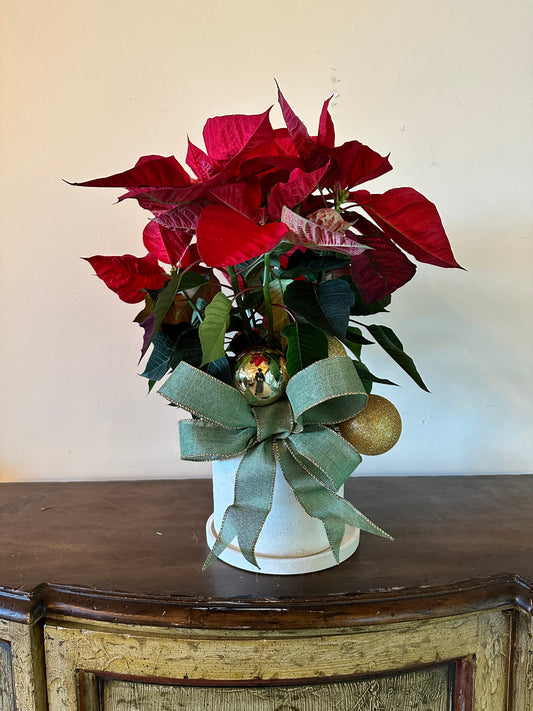 Festive Poinsettia 6” (Red)