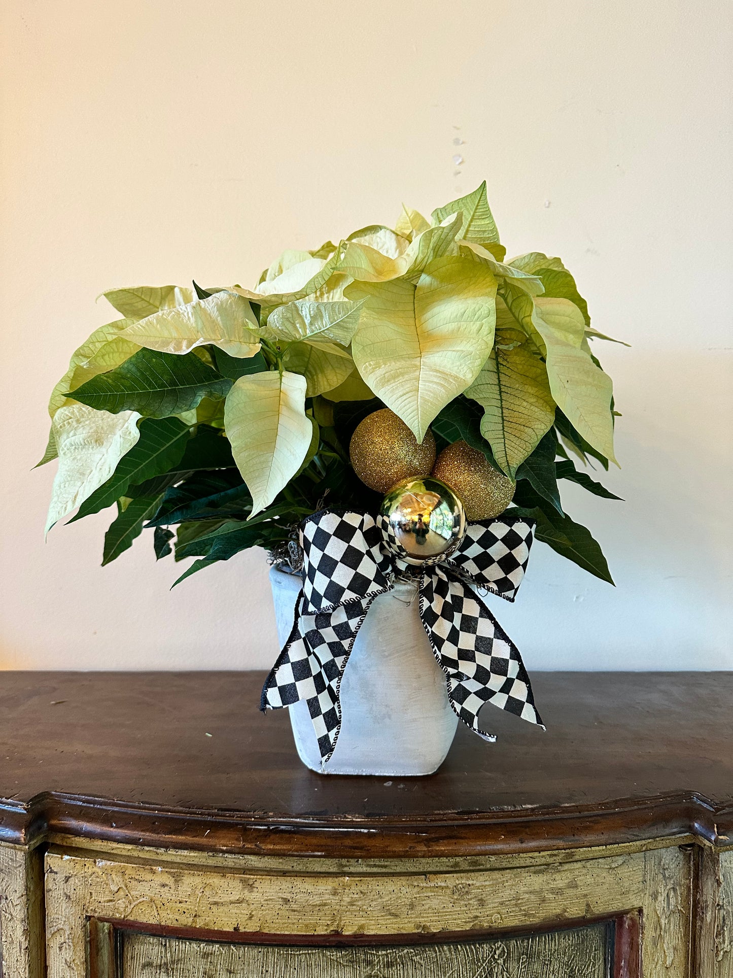 Festive Poinsettia 6” (White)