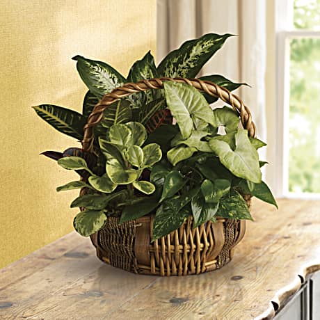 Emerald Garden Basket