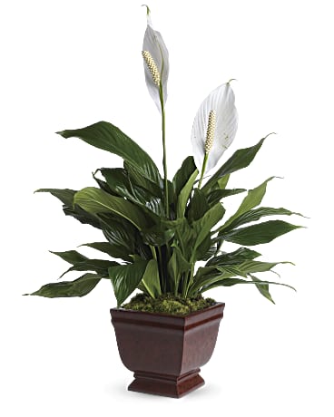 Lovely One Spathiphyllum Plant