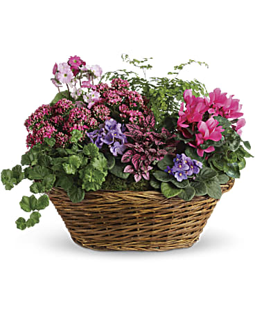 Simply Chic Mixed Plant Basket