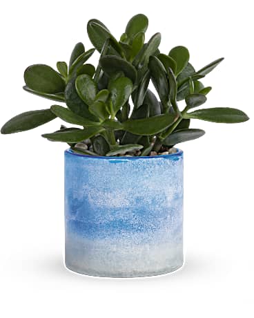 Sky Glass Jade Plant