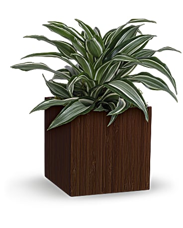 Soothing Dracaena