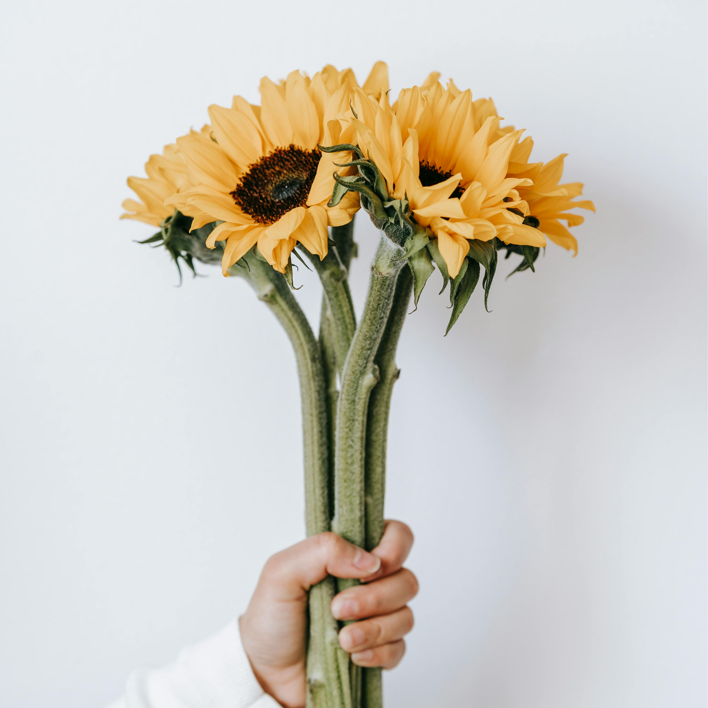 Sunflower Hand Bouqet